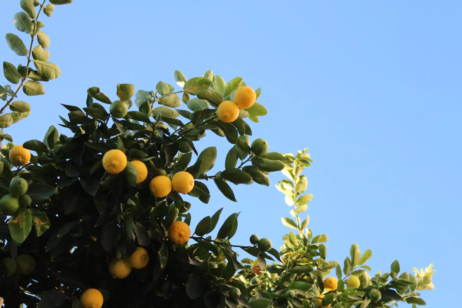 orange fruit on tree under blue sky during daytime
